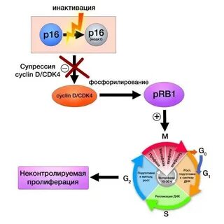 Супрессия