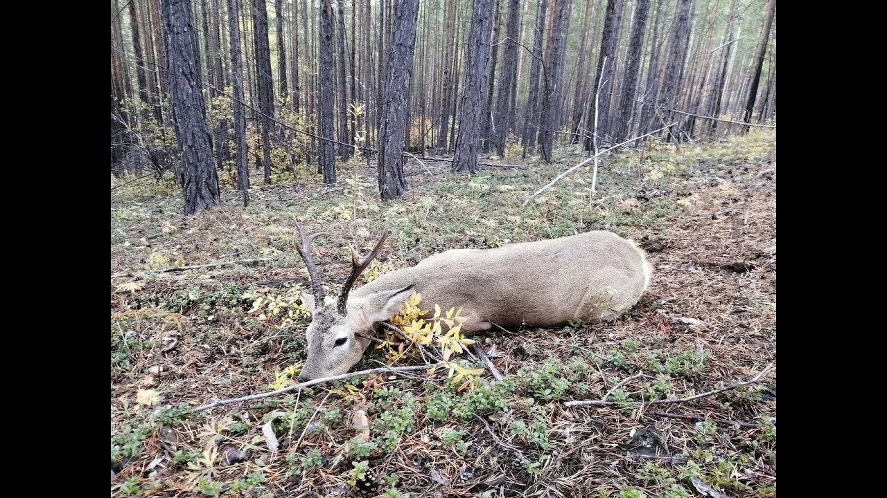 Косуля время гона. Изюбрь Сибирский охота. Охота на изюбря на реву в Сибири. Охота на изюбря в Забайкалье.