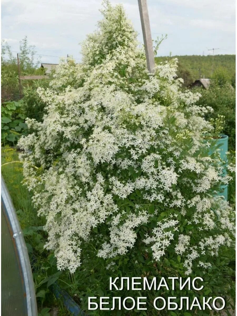 Клематис белое от блако. Клематис жгучий белое облако. Мелкоцветковый клематис белое облако. Клематис Элегантиссима. Клематис облако фото