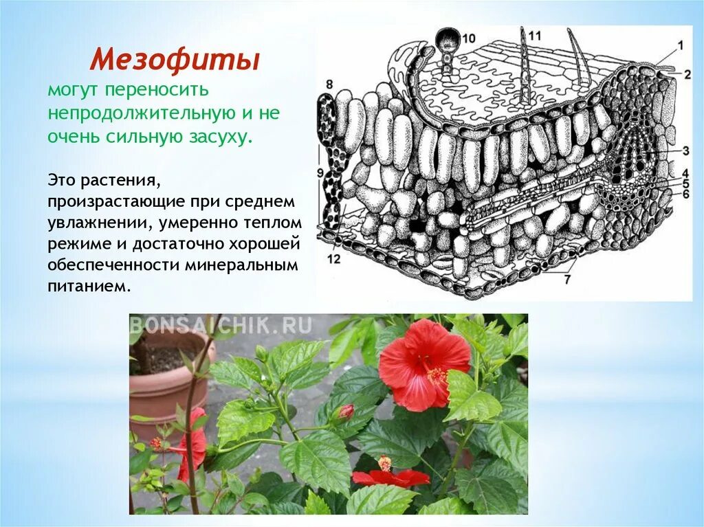 Строение растения в связи с условиями. Мезофиты строение листа. Устьица мезофитов. Мезофит строение стебля. Строение листьев мезофитов.