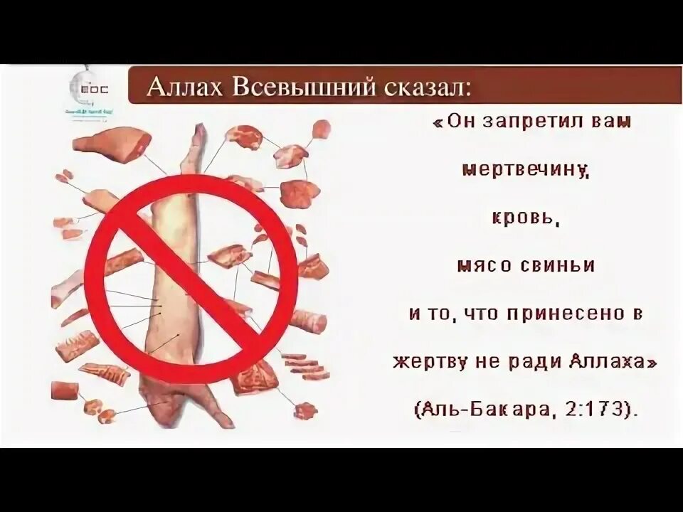 Почему мусульмански нельзя. Почему мусульманам нельзя есть свинину. Посему свинену Естьть НЕЛЬЗЯО. Почему нельзя есть Сумнину мусальмкгаи. Почему мусульманамнельз свинину.