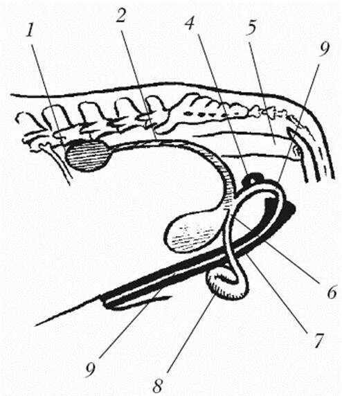 Парный половой орган. Мочеполовая система собаки схема. Половая система самца КРС. Мочеполовая система коров схема. Анатомия КРС Мочеполовая система.