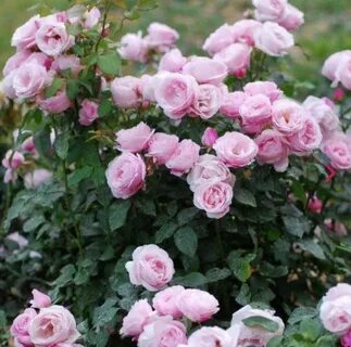 Rose du