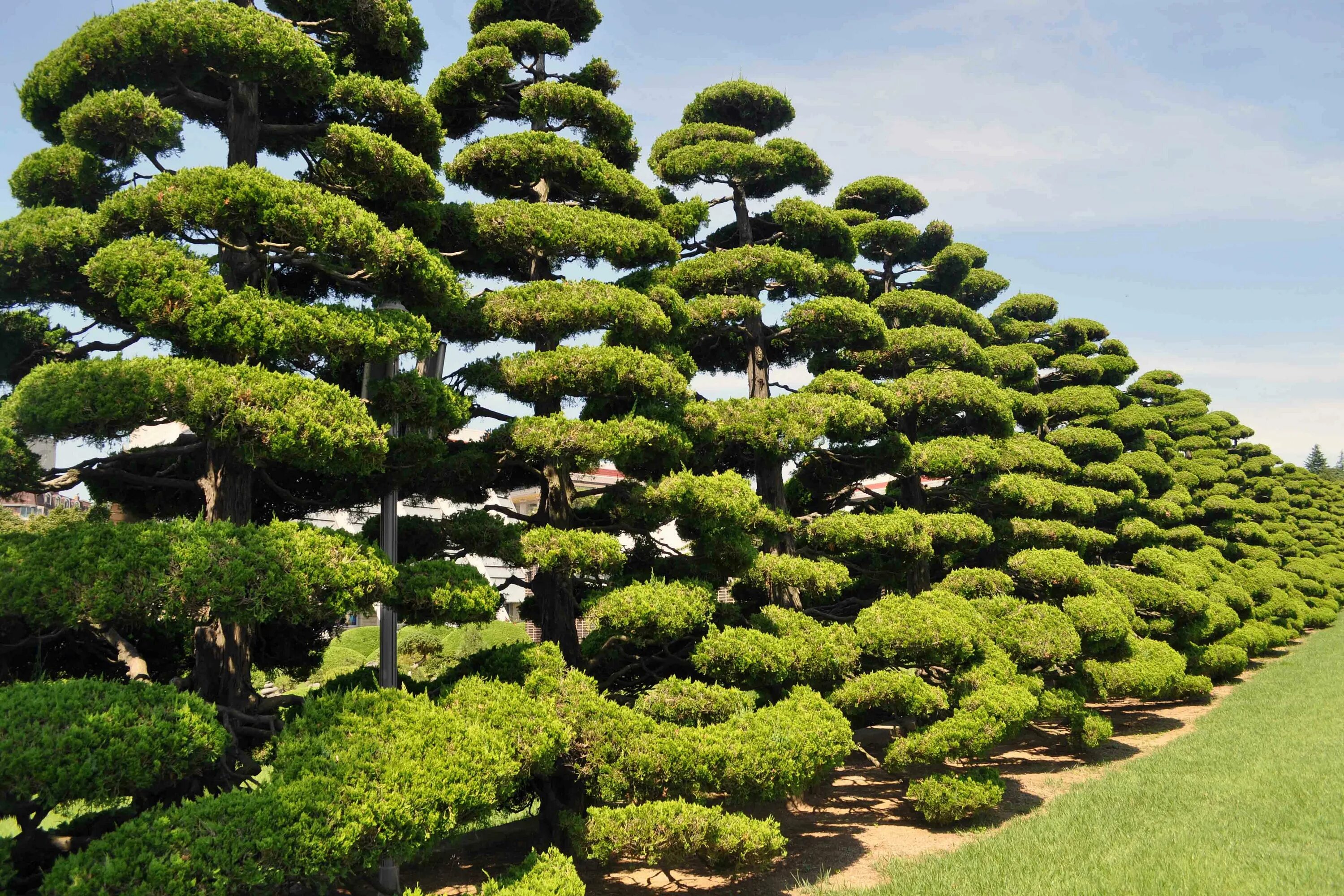 Лиственница ниваки. Корейская сосна Южной Кореи. Дерево элгарио Южная Корея. Танпхун дерево Корея. Вечнозеленое хвойное