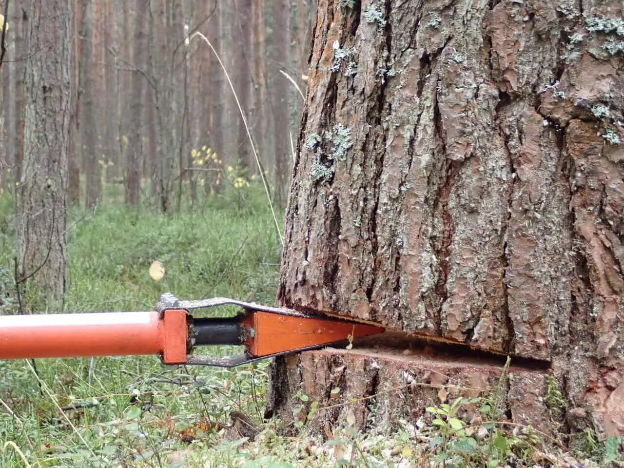 Зона валки деревьев