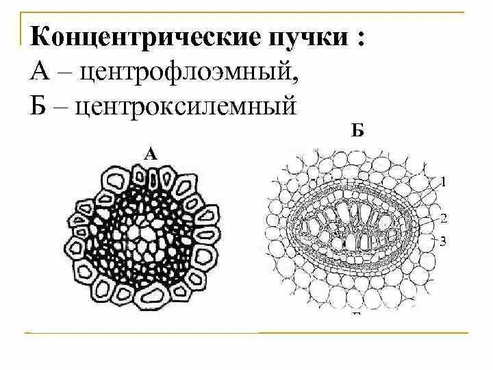 Типы проводящих пучков