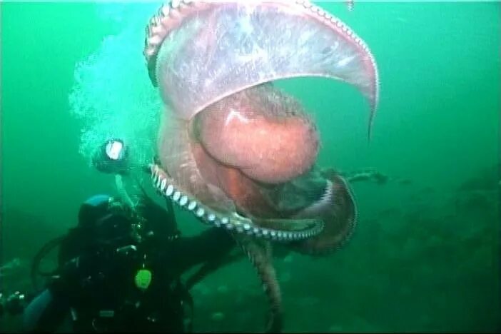 осьминог 5 букв