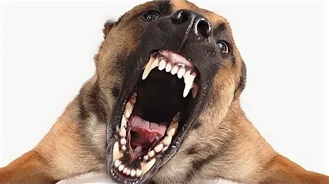 "Гуманисты" от собачьего бизнеса отрицают право людей на жизнь