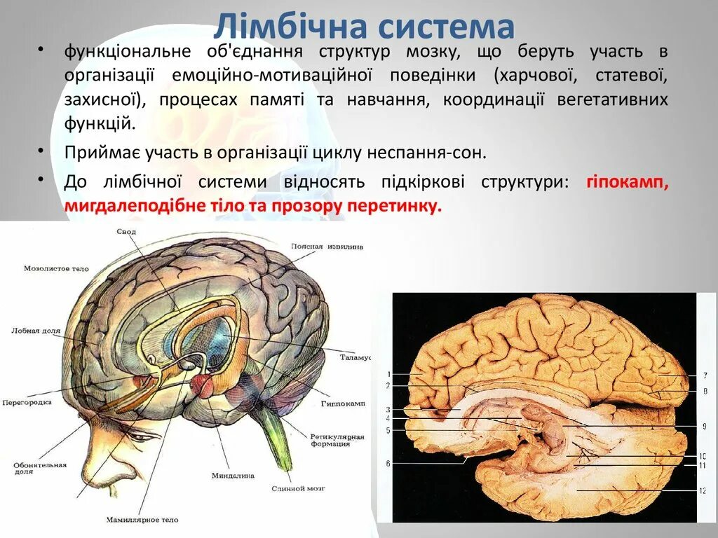 Лімбічна система. Функциональная анатомия лимбической системы. Лимбико-ретикулярным комплекс и эмоций. Лимбико ретикулярная система презентация.