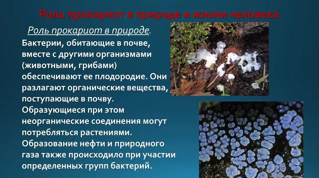 Значение прокариот