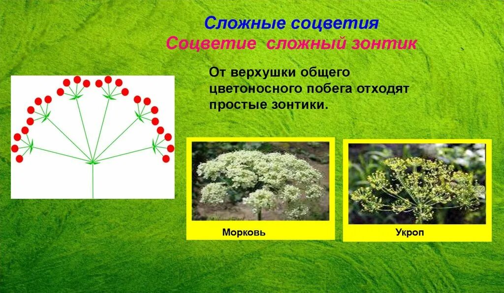 Соцветие сложный зонтик укроп. Сложный зонтик. Соцветие сложный зонтик. Сложные соцветия. Соцветие зонтик морковь