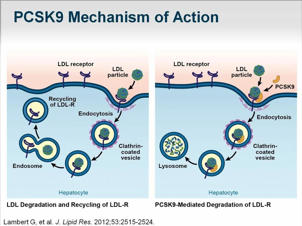 Ингибиторы pcsk9 механизм действия. Блокаторы pcsk9. Блокаторы pcsk9 механизм действия. Ингибиторы pcsk9