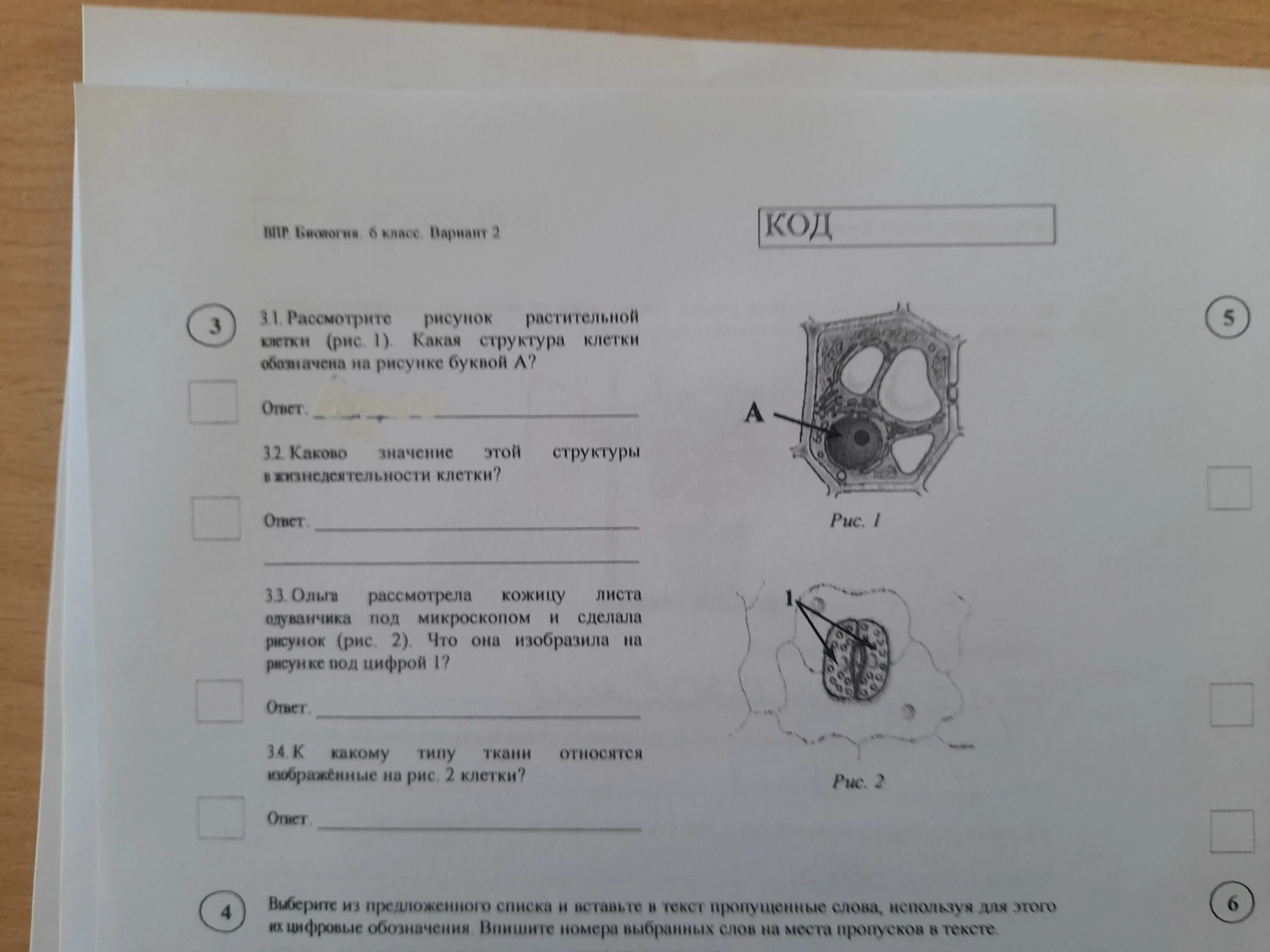 Структура растительной клетки рис 1. Рассмотрите рисунок растительной клетки рис 1 какая структура. Рассмотрите рисунок растительной клетки рис 1. ВПР по биологии 6 класс строение растительной клетки.