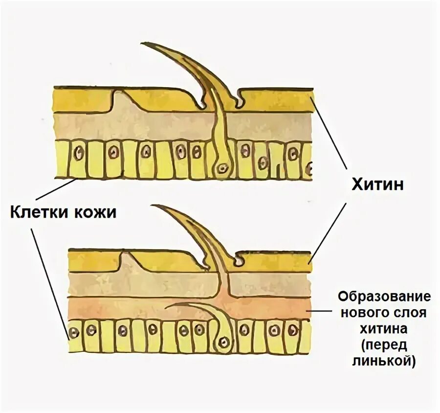 Наружный хитиновый покров разделенное на отделы тело. Покровы тела членистоногих 7 класс. Строение покровов членистоногих. Строение покровов тела у членистоногих. Хитиновый Покров у членистоногих.