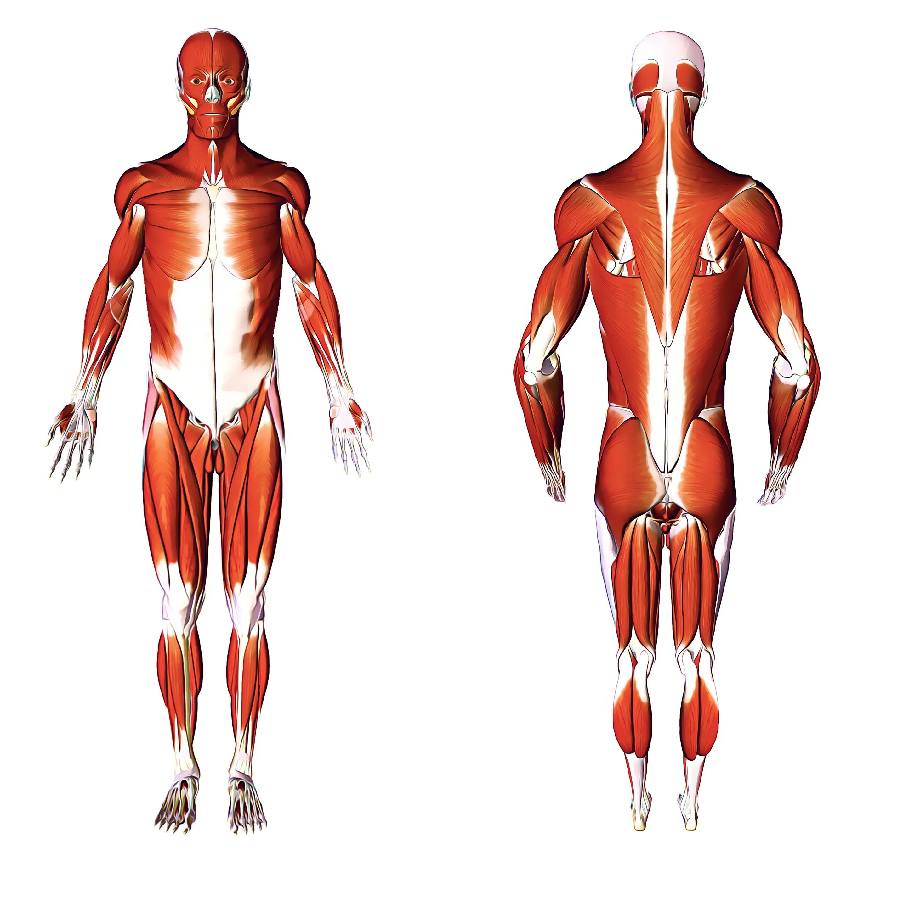 Анатомия. Анатомия мышц. Анатомия мышцы pdf. Женская анатомия мышц.