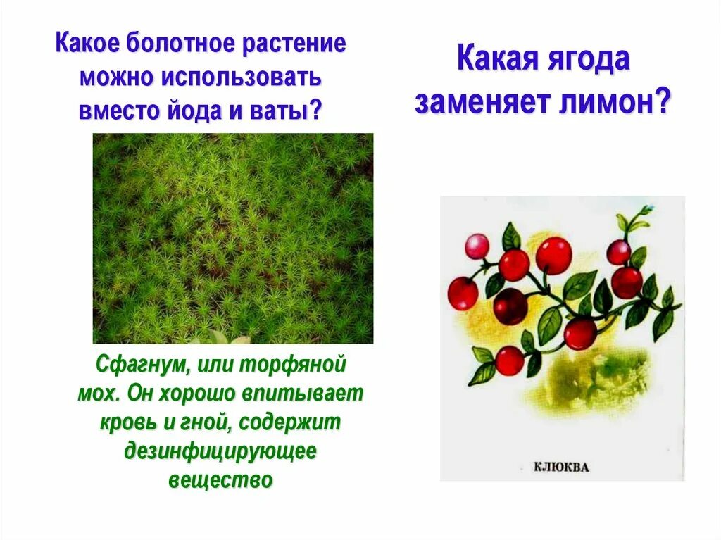 Вместо йода. Какое Болотное растение можно использовать вместо ваты. Какое растение можно использовать вместо йода и ваты. Растение вместо йода. Какое растение используют вместо йода.