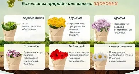 Какой цветок лечит