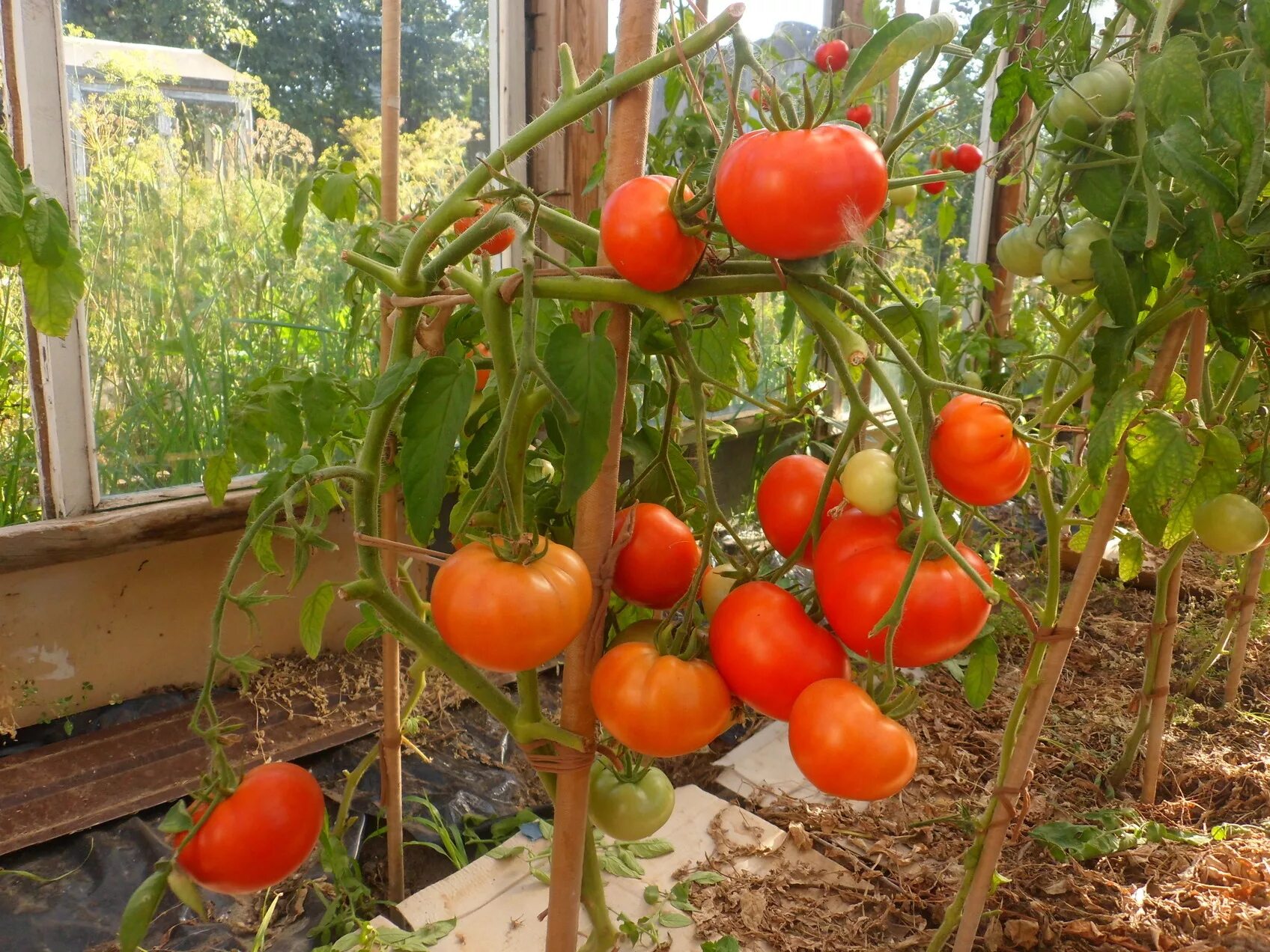 Высота куста томатов