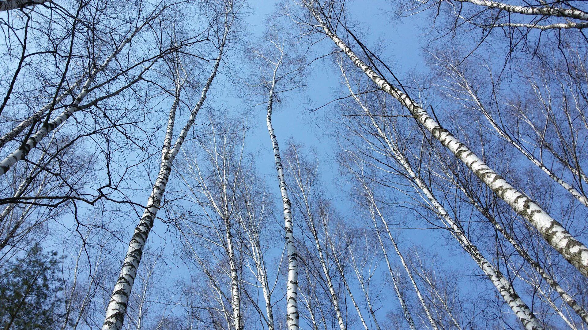 Русская береза весной. Береза весной. Береза ранней весной.