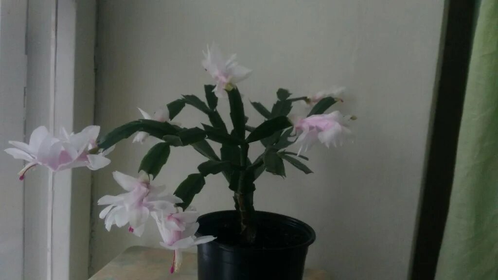 Декабрист полив как часто. Шлюмбергера микс декабрист. Шлюмбергера полив летом. Декабрист полив. Полив шлюмбергеры.