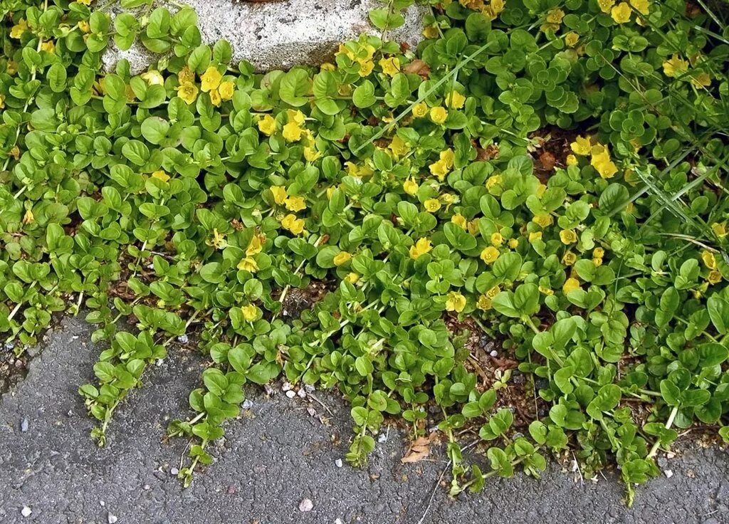 Трава с маленькими листьями. Вербейник монетчатый. Растение монетчатый вербейник. Вербейник монетчатый (Lysimachia nummularia "Aurea"). Цветы Лизимахия вербейник монетчатый.