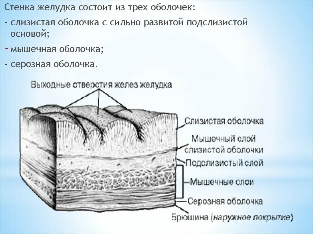 Слизистые покровы или гладкая поверхность мелкие. Оболочки стенки желудка анатомия. Стенка желудка состоит. Слизистая мышечная серозная оболочки. Слизистая и подслизистая оболочки.