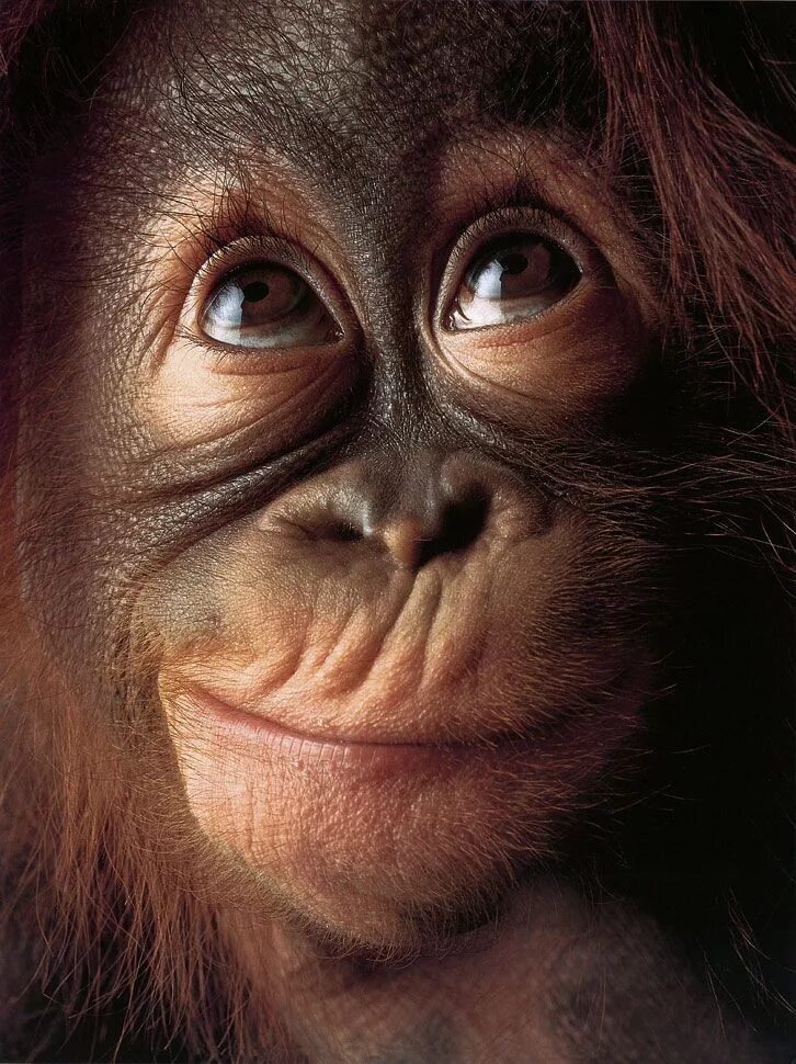 смешные обезьяны. удивила прикольные картинки. удивила прикольные картинки. удивленная мартышка. обезьяна удивляется.