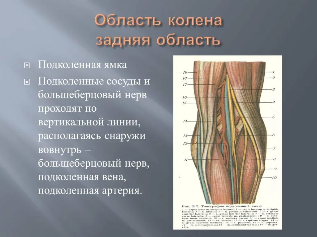 Большеберцовые нервы анатомия. Подколенная ямка топографическая анатомия. Коленный сустав большеберцовый нерв. Подколенная артерия проекционная л ния. В правое колено долили слой