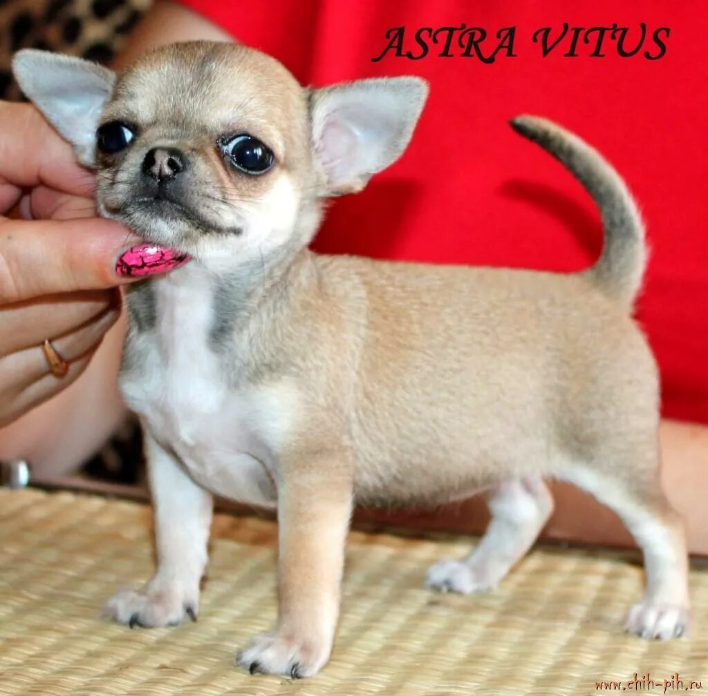 чихуахуа мини 2 года. чау хуа гладкошерстная. чихуахуа бонита. чихуахуа дафни. чихуахуа мини.