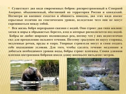 Бобры строители 2 класс