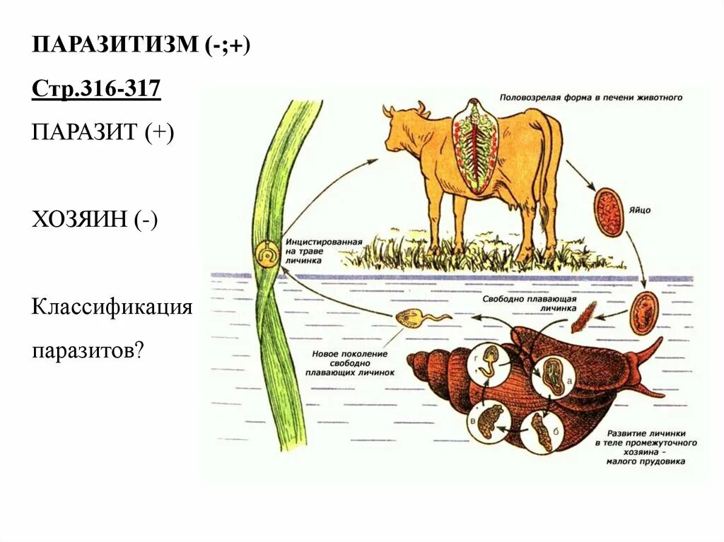 Цикл развития печеночного сосальщика схема. Жизненный цикл цикл печеночного сосальщика. Жизненный цикл печёночного сосальщика биология. Схема жизненного цикла печеночного сосальщика. Последовательность жизненных стадий печеночного сосальщика