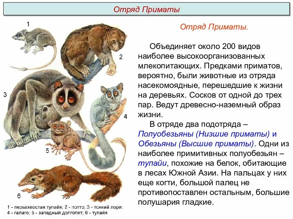 Относится ли человек к приматам. Общая характеристика низшие приматы. Подотряд низшие приматы. Низшие приматы полуобезьяны. Низшие приматы особенности строения.