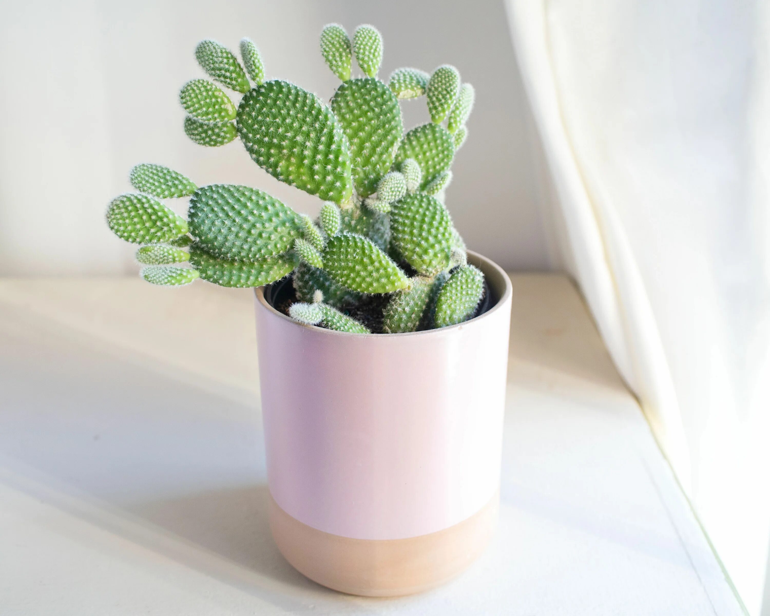 Cacti видео