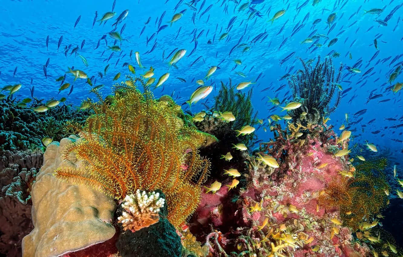 Морской парк на рифах Туббатаха. Диатомеи водоросли Тихого океана. Фукусы индийский океан. Атлантический океан подводный мир.