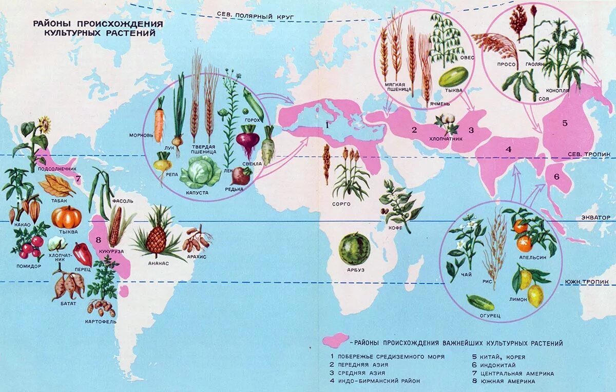 Центры происхождения культурных растений по Вавилову карта. Центры культурных растений Вавилова. Вавилов центры происхождения культурных растений. Центры происхождения культурных растений таблица по Вавилову карта. Местоположения растений