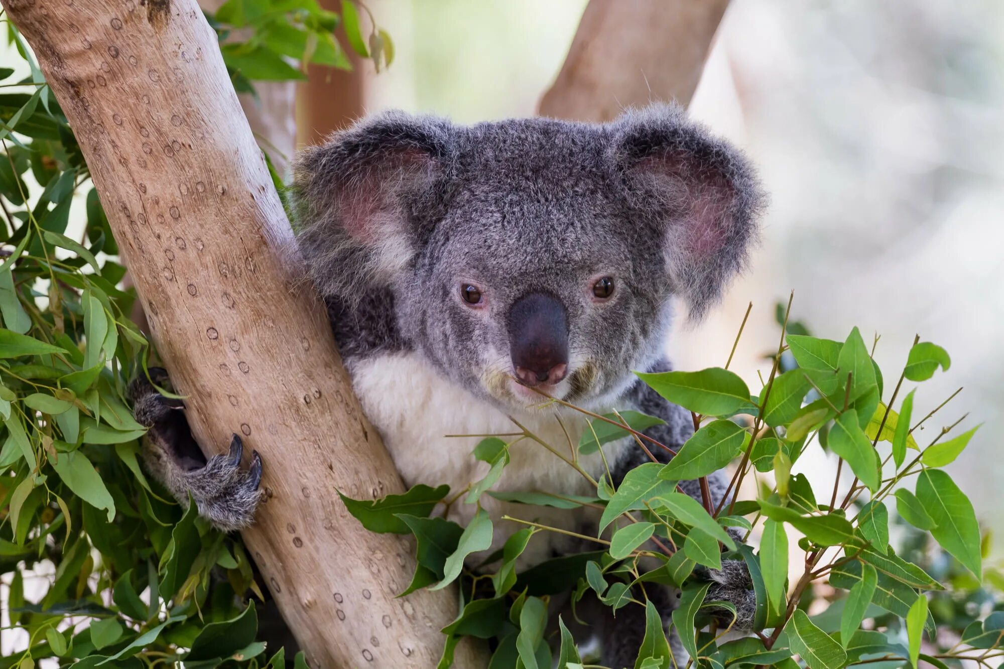 Ареал обитания коал. Коала эвкалиптовый мишка. Коала материк обитания. Картинки на рабочий стол коала.