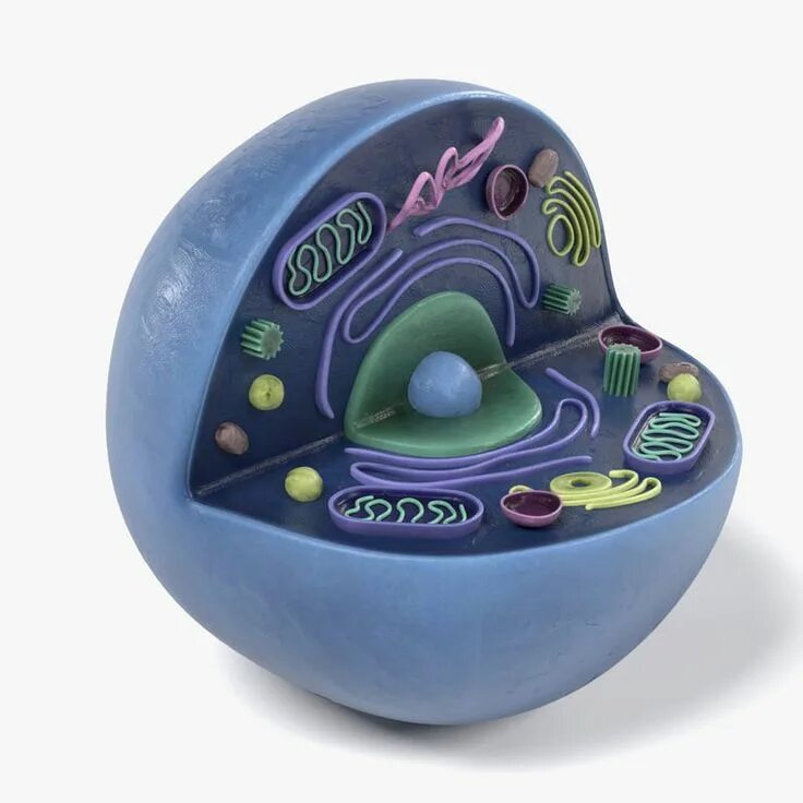 Cells modeling
