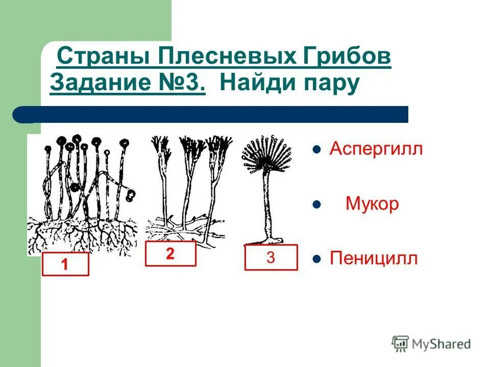 Мукор особенности. Мукор пеницилл аспергилл. Плесневые грибы мукор пеницилл аспергилл. Плесневые грибки-мукор. Аспенрилл. Пеницилл.. Строение плесневого гриба пеницилла.