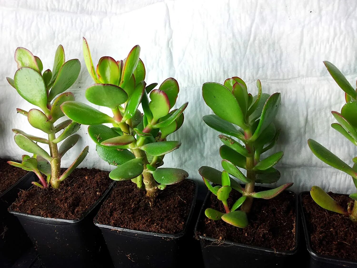 Крассула раттраи. Крассула Овата дерево. Крассула Овата черенок. Crassula ovata денежное дерево. Пересадка крассулы