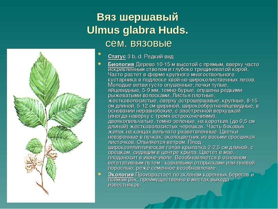 Карагач описание. Вяз шершавый листья описание. Вяз шершавый побег. Лист вяза дерева шершавый. Вяз гладкий побег с листьями.