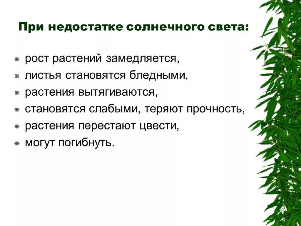 Влияние условий на развитие растений. Влияние освещения на растения. Влияние света на рост растений. Факторы роста и развития растений. Как влияет вода на рост растения