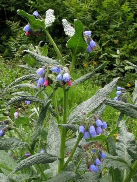 Symphytum officinale (common comfrey)
