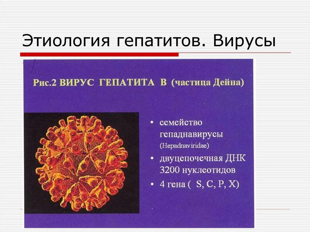 Гепатит б этиология. Вирус гепатита а этиология. Этиология и патогенез вирусных гепатитов. Хронический гепатит патогенез кратко. Вирусные гепатиты вызывают