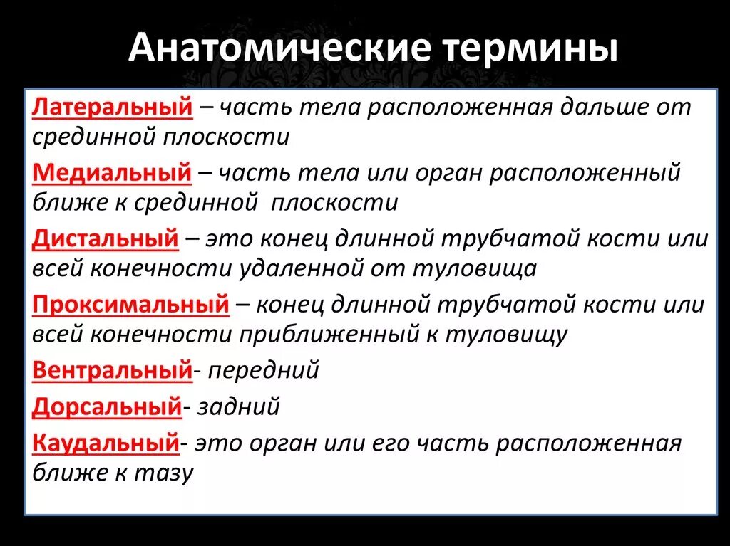 Раскройте понятие слова термин. Анатомические термины. Анатомическая терминологи. Анатомия понятие. Термины по анатомии.