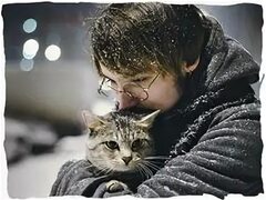 Слёзы ангела КОТЫ И ЛЮДИ Яндекс Дзен in 2020 Animals, Cats, Angela