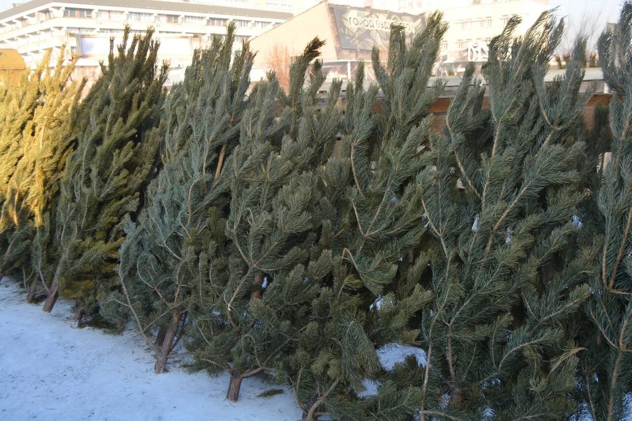 Сосна на елочном базаре. Елка живая. Живая новогодняя елка. Елки продают. Елки продают.