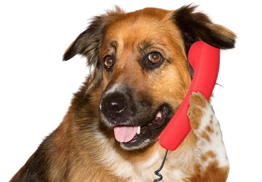 Звонкие собаки. Собачка с телефоном. Пес с телефоном. Говорящие собаки.