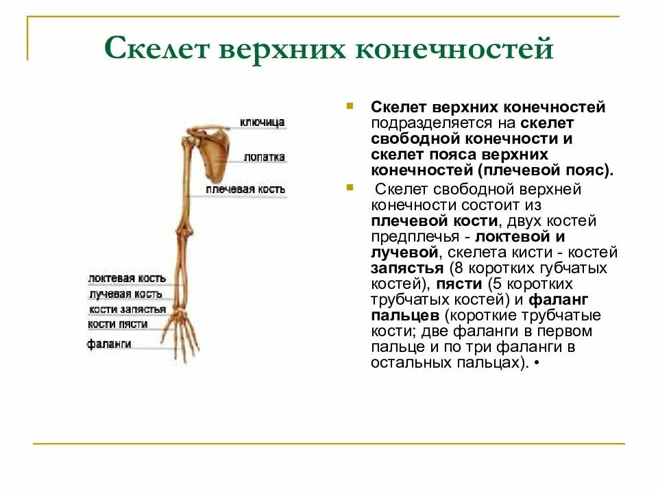 Какие кости образуют пояс верхних конечностей человека. Костный скелет свободной верхней конечности. Скелет верхних конечностей состоит из 3 отделов. Скелет верхней конечности человека состоит из. Кости составляющие скелет верхней конечности.