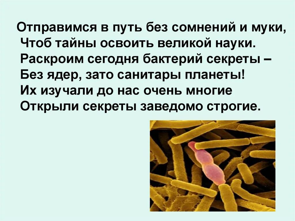 Почему бактерии назвали санитары планеты. Почему бактерии называют санитарами природы. Простейшие бактерии названия. Почему бактерии называют санитарами природы. Роль бактерий сапротрофов в природе.