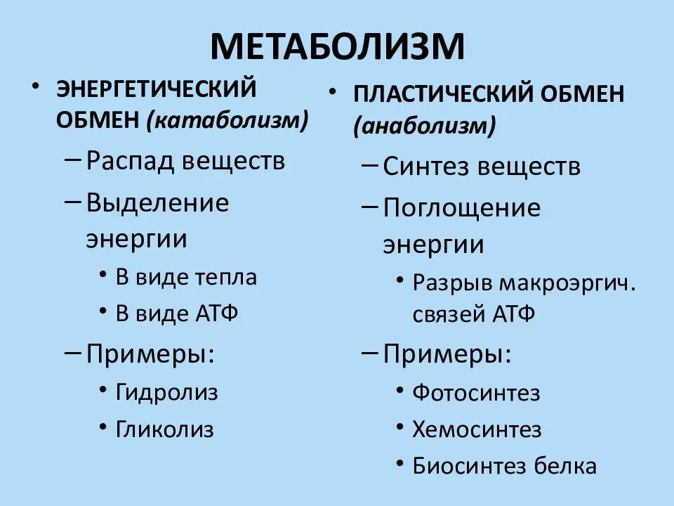 Примеры метаболизма